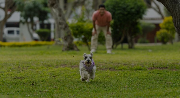 Moving with Pets: The Best Dog-Friendly Parks in Modesto Central Bay Area